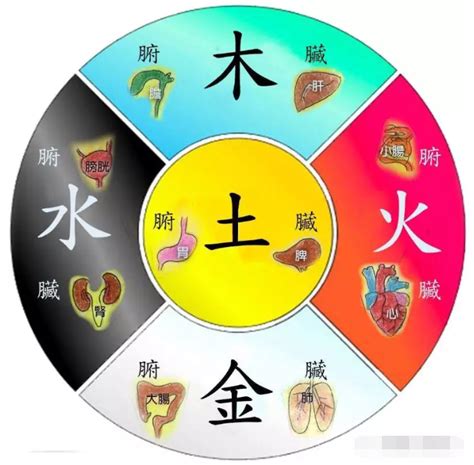 木火土金水 肝心脾肺腎|中醫的基礎理論